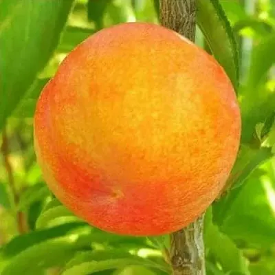 Шарафуга БЕЛЛА ГОЛД  Шарафуга БЕЛЛА ГОЛД в Рязани