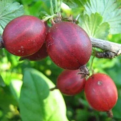 Крыжовник ЩЕДРЫЙ  Крыжовник ЩЕДРЫЙ в Рязани