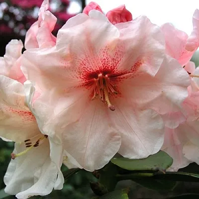 Рододендрон ХАНЯ	 в Рязани