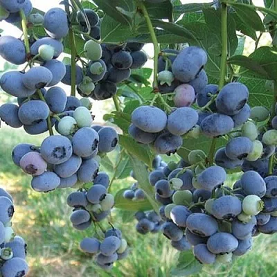 Голубика ЛИБЕРТИ  Голубика ЛИБЕРТИ в Рязани