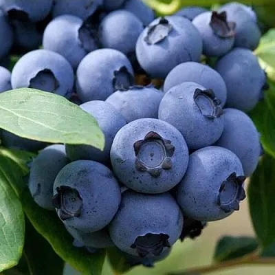 Голубика СПАРТАН  Голубика СПАРТАН в Рязани