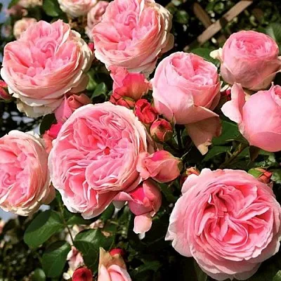 Саженцы роз ДЖАРДИНА плетистая  Саженцы роз ДЖАРДИНА плетистая в Рязани