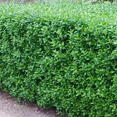 Бирючина обыкновенная АТРОВИРЕНС  Бирючина обыкновенная АТРОВИРЕНС в Рязани