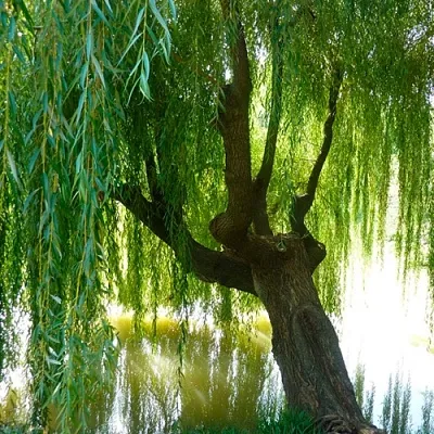 Ива  Ива в Рязани