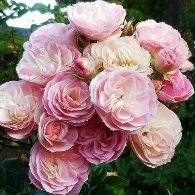 Саженцы роз БУКЕТ ПАРФЕ мускусная  Саженцы роз БУКЕТ ПАРФЕ мускусная в Рязани