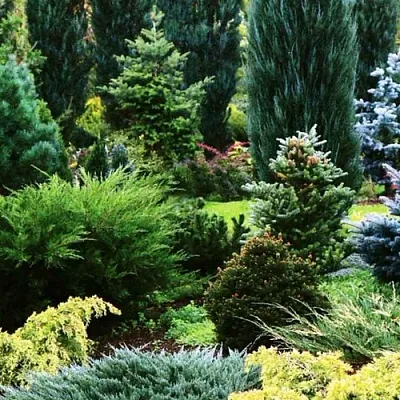 Хвойные растения  Хвойные растения в Рязани