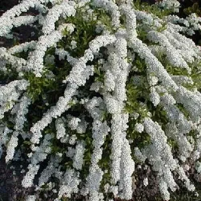 Спирея АРГУТА  Спирея АРГУТА в Рязани