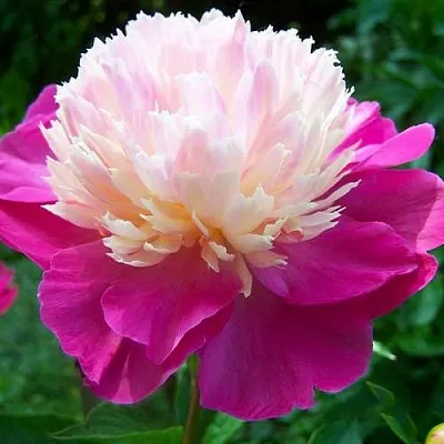 Пион ГЕЙ ПАРИ травянистый  Пион ГЕЙ ПАРИ травянистый в Рязани