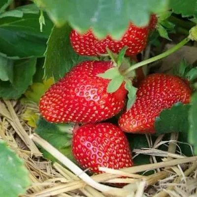 Клубника МОНТЕРЕЙ ремонтантная  Клубника МОНТЕРЕЙ ремонтантная в Рязани