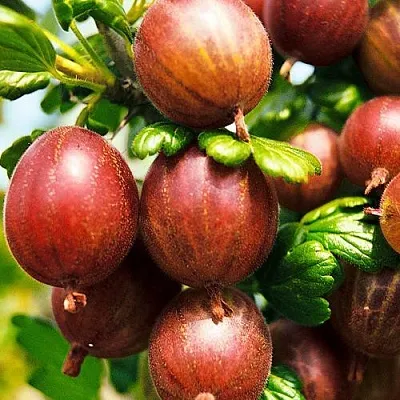 Крыжовник ШЕРШНЕВСКИЙ  Крыжовник ШЕРШНЕВСКИЙ в Рязани