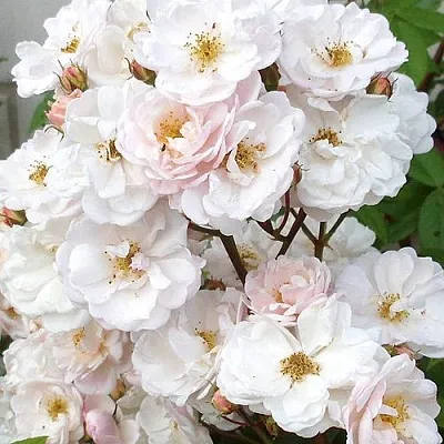 Мускусная  Мускусная в Рязани