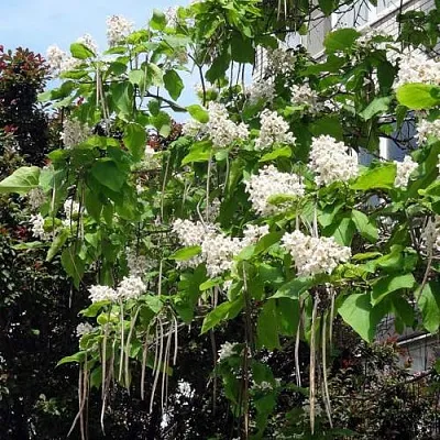 Катальпа  Катальпа в Рязани