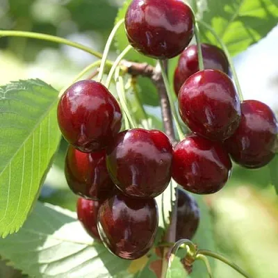 Черешня ОВСТУЖЕНКА в Рязани