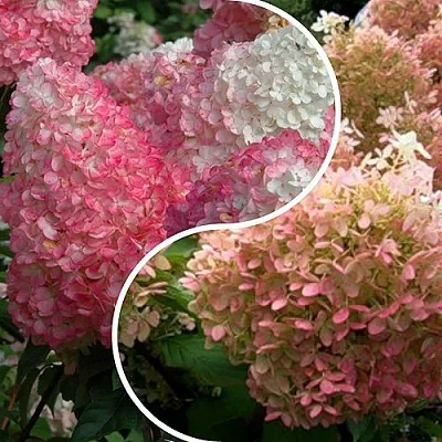 Комплект МАЛИНОВЫЙ ЗАКАТ в Рязани