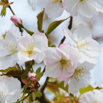 Вишня ОКАМЕ  Вишня ОКАМЕ в Рязани