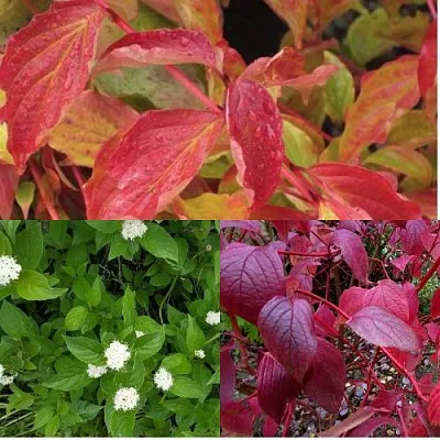 Комплект СЕВЕРНОЕ СИЯНИЕ в Рязани