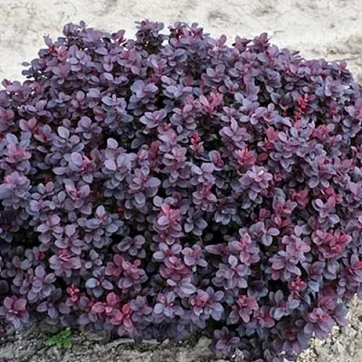 Барбарис КОНКОРД тунберга  Барбарис КОНКОРД тунберга в Рязани