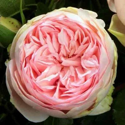 Саженцы роз БРАЙДАЛ ПИАНО чайно-гибридная  Саженцы роз БРАЙДАЛ ПИАНО чайно-гибридная в Рязани