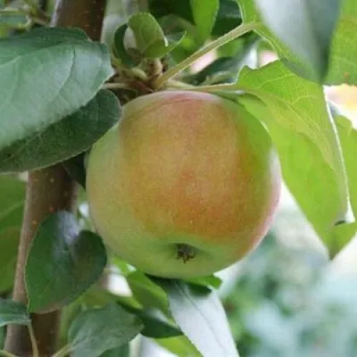 Яблоня ПОДСНЕЖНИК стелющаяся  Яблоня ПОДСНЕЖНИК стелющаяся в Рязани