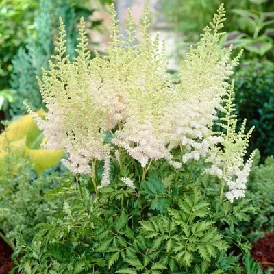 Астильба МИЛК ЭНД ХАНИ китайская  Астильба МИЛК ЭНД ХАНИ китайская в Рязани