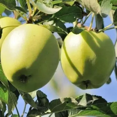 Яблоня САХАРНАЯ  Яблоня САХАРНАЯ в Рязани