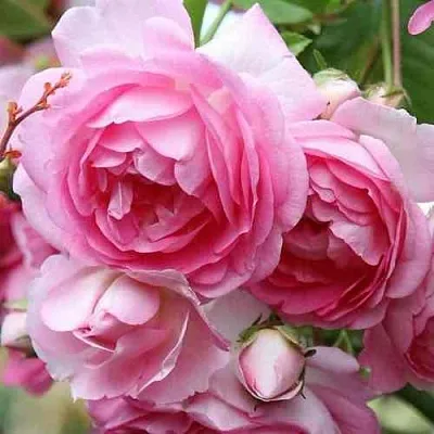 Саженцы роз ЖАСМИНА плетистая  Саженцы роз ЖАСМИНА плетистая в Рязани