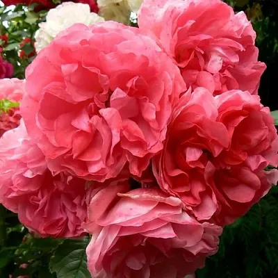 Саженцы роз РОЗЕУМ ЮТЕРСОН плетистая  Саженцы роз РОЗЕУМ ЮТЕРСОН плетистая в Рязани