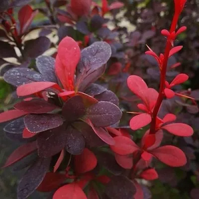 Барбарис РЕД ПИЛЛАР тунберга  Барбарис РЕД ПИЛЛАР тунберга в Рязани