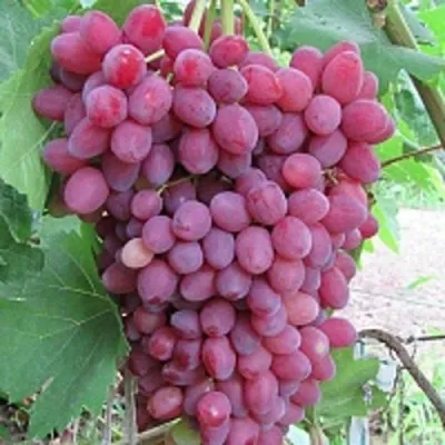 Виноград КИШМИШ ВЕЛЕС в Рязани