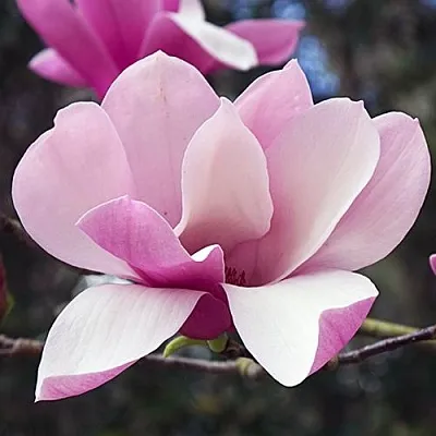 Магнолия РИККИ  Магнолия РИККИ в Рязани