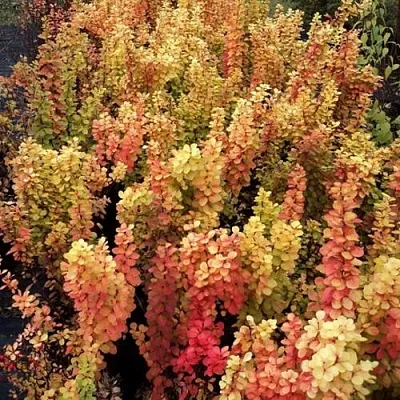 Барбарис САММЕР САНСЕТ тунберга  Барбарис САММЕР САНСЕТ тунберга в Рязани