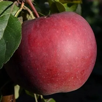 Яблоня БЕЛОРУССКОЕ СЛАДКОЕ  Яблоня БЕЛОРУССКОЕ СЛАДКОЕ в Рязани