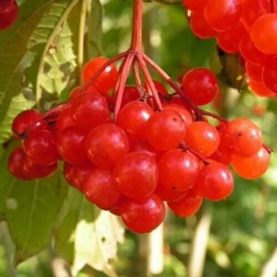 Калина ПАМЯТИ ВАЛЕНТИНЫ в Рязани