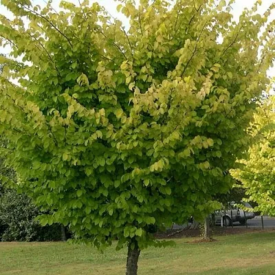 Вяз обыкновенный  Вяз обыкновенный в Рязани