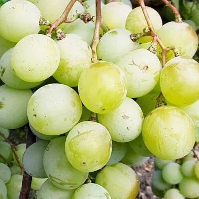 Виноград КЕША МУСКАТ  Виноград КЕША МУСКАТ в Рязани