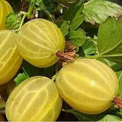 Крыжовник ЯРОВОЙ  Крыжовник ЯРОВОЙ в Рязани