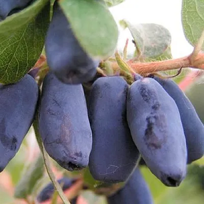 Жимолость съедобная ЛАКОМКА  Жимолость съедобная ЛАКОМКА в Рязани