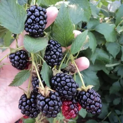 Ежевика ОУАЧИТА бесшипная — описание сорта Ежевика ОУАЧИТА бесшипная в Рязани