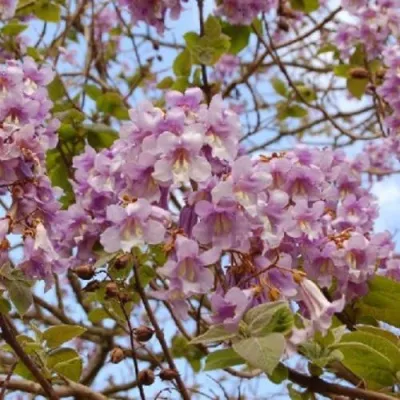 Павлония ПАО ТОГН Z07 в Рязани