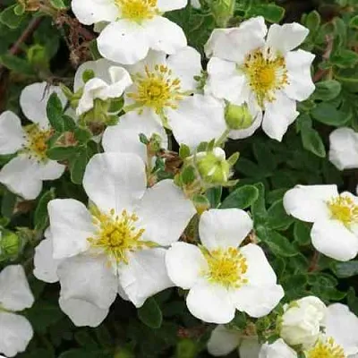 Лапчатка ТИЛФОРД КРИМ кустарниковая в Рязани