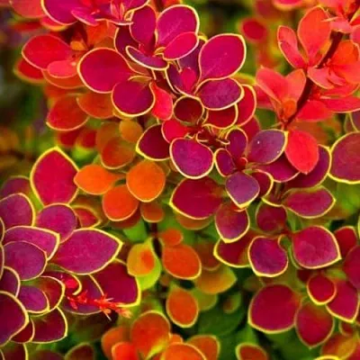 Барбарис ОРАНЖ САНРАЙЗ тунберга  Барбарис ОРАНЖ САНРАЙЗ тунберга в Рязани