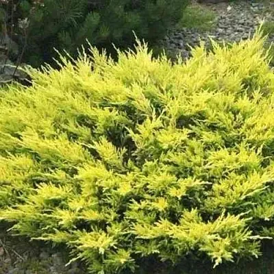 Можжевельник ЛАЙМ ГЛОУ горизонтальный  Можжевельник ЛАЙМ ГЛОУ горизонтальный в Рязани