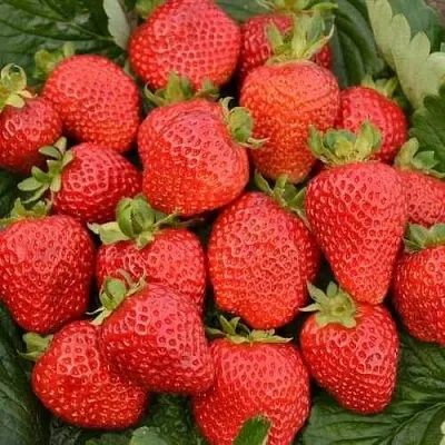 Клубника САН АНДРЕАС ремонтантная  Клубника САН АНДРЕАС ремонтантная в Рязани