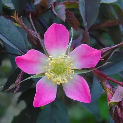 Саженцы роз сизая — описание сорта Саженцы роз сизая в Рязани