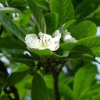 МУШМУЛА  — описание сорта МУШМУЛА  в Рязани