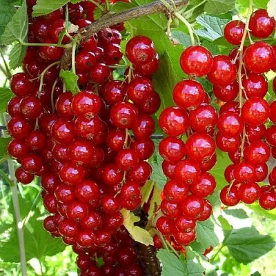 Смородина красная ЙОНКЕР ВАН ТЕТС  Смородина красная ЙОНКЕР ВАН ТЕТС в Рязани