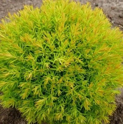 Туя АННИЕК западная в Рязани