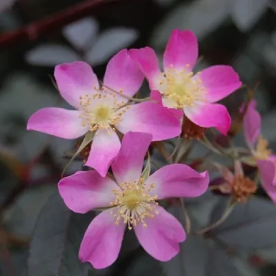 Саженцы роз сизая — описание сорта Саженцы роз сизая в Рязани