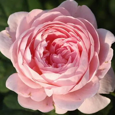 Саженцы роз КУИН ОФ СУИДЕН английская  Саженцы роз КУИН ОФ СУИДЕН английская в Рязани