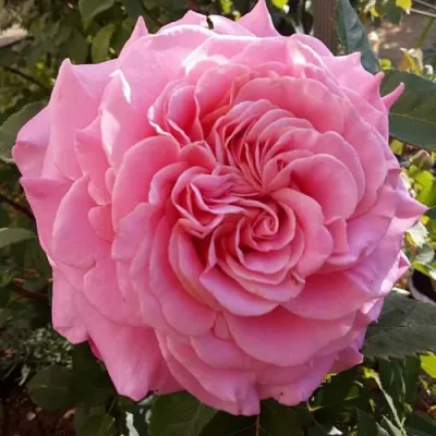 Саженцы роз ЭШЛИ чайно-гибридная — описание сорта Саженцы роз ЭШЛИ чайно-гибридная в Рязани